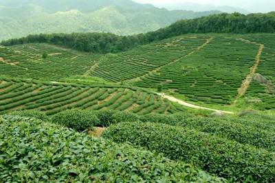 林業(yè)與通信企業(yè)攜手，助力懷集大稠頂自然保護區(qū)產(chǎn)品流通