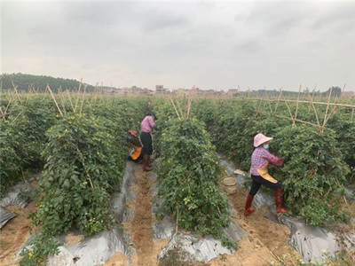 廣州市從化區(qū)科學技術協(xié)會 信息化賦能科技服務新未來